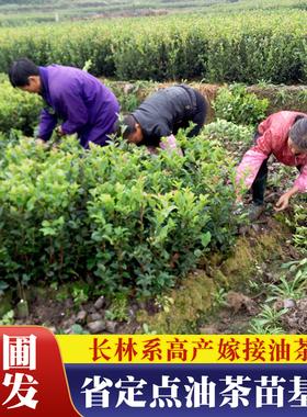 良种油茶苗树苗嫁接高产长林茶籽树苗木四季当年结果大果南方种植