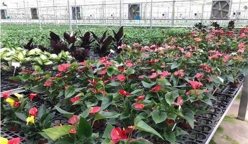 温室种植花卉,如何利用温度控制花期,达到最佳的经济效益