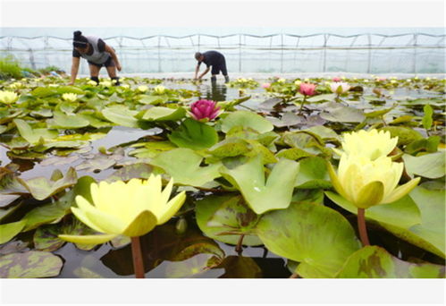 滦州 特色花卉种植促增收