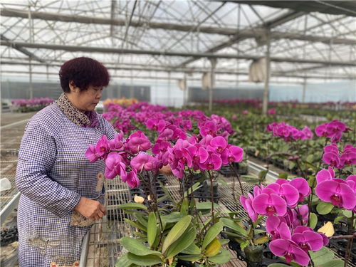 花卉产业为贺兰县乡村振兴注入新动能